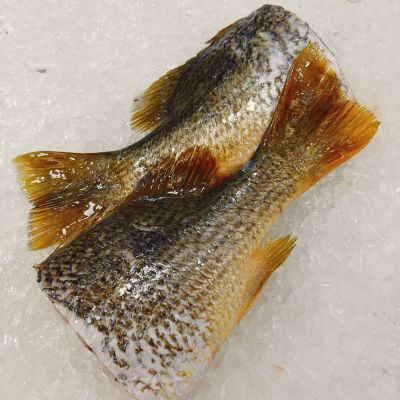 Golden Snapper Tail 金枣鱼尾