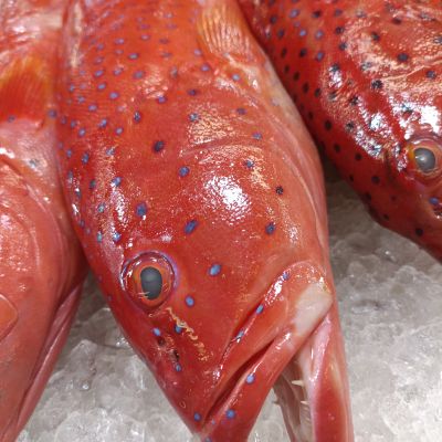 WILD Red Grouper 野生红斑