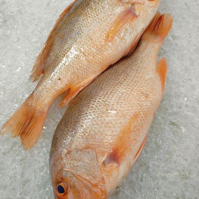 红鱼 Red Snapper