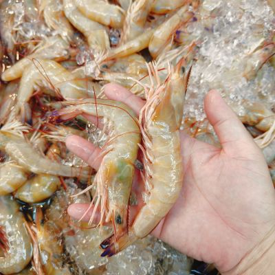 蓝尾沙罗虾 Soloh Sea Prawn