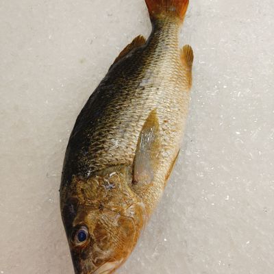金枣鱼 Golden Snapper