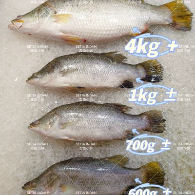 大鲈鱼 Barramundi XL