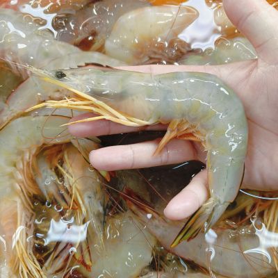 麻坡明虾 Sea Prawn Muar