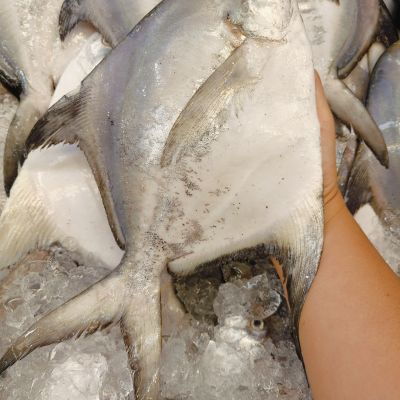 本地野生白鲳 White Pomfret