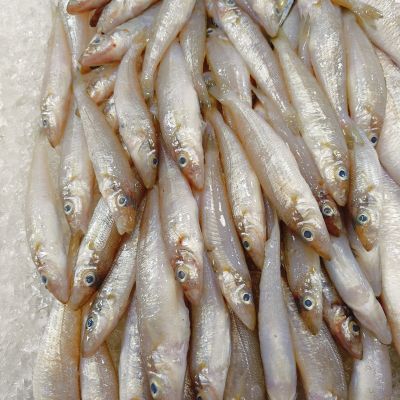 IKAN BULUS 沙尖鱼