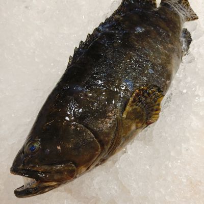TIGER GROUPER 龙虎斑
