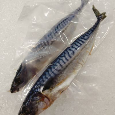 Norwegian Mackerel 挪威鲭鱼