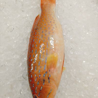 WILD  Star Grouper 野生七星斑