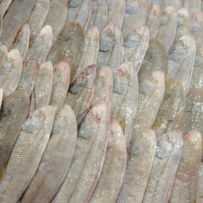 龙舌鱼 Tongue Fish