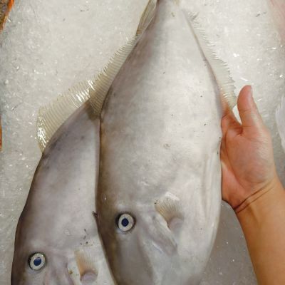 肉竹/鸡肉鱼/剥皮鱼 Leather Jacket Fish