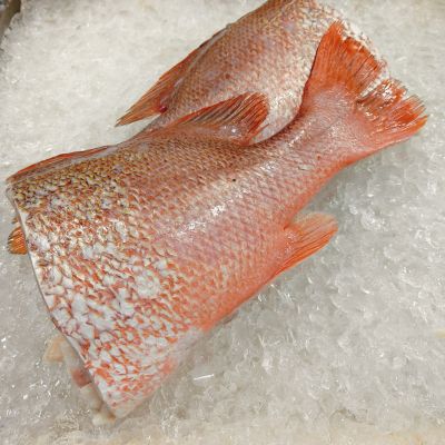 Red Snapper Tail 红鱼尾