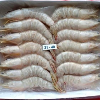 野生明虾 Sea Prawn  31/40