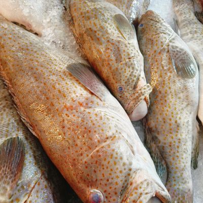 Wild Grouper 野生石斑