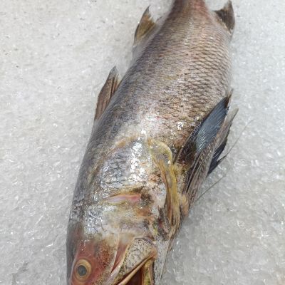 野生顺丰鱼 Ikan Kurau (Threadfin)