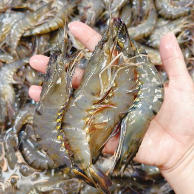 Tiger Prawn 虎虾