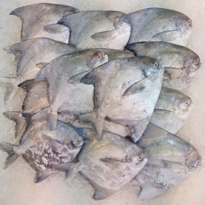 麻坡斗鲳 Chinese Pomfret
