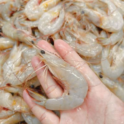 明虾仔 Sea Prawn S