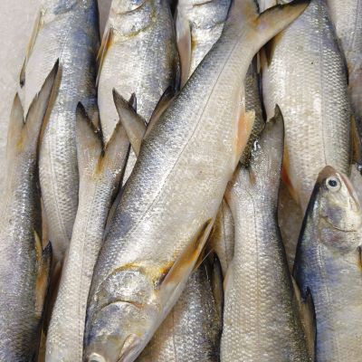 Threadfin 白午鱼 (马友鱼)