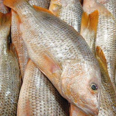 野生红枣 Wild Snapper