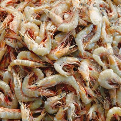 沙罗虾(麻虾)  Sea Prawn (soloh)