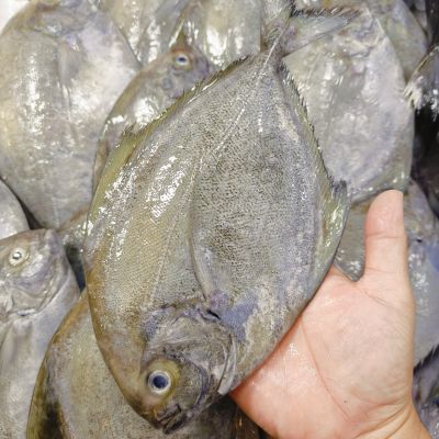 BLACK POMFRET